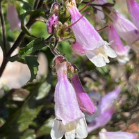 Penstemon eatonii